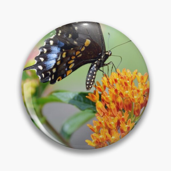 Item preview, Black Swallowtail Butterfly designed and sold by Tessia Photography.