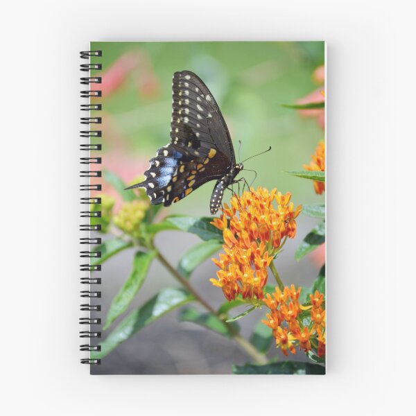 Item preview, Black Swallowtail Butterfly designed and sold by Tessia Photography.