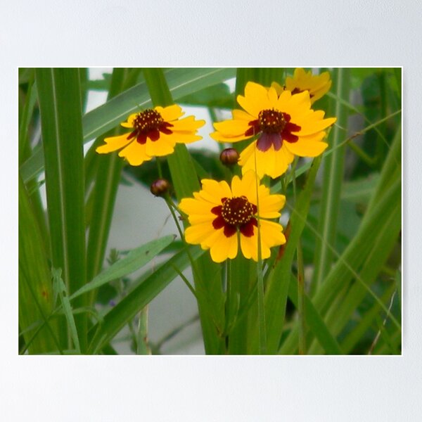 Item preview, Plains Coreopsis With Buds designed and sold by Navigator.