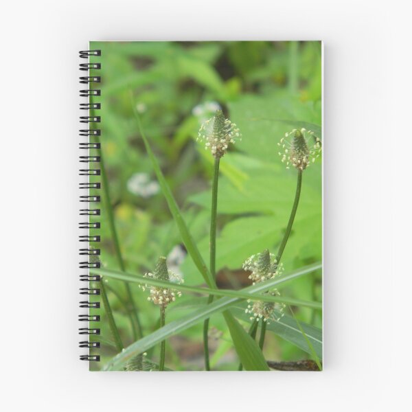 Item preview, Plantain (?) in Weeds designed and sold by Navigator.