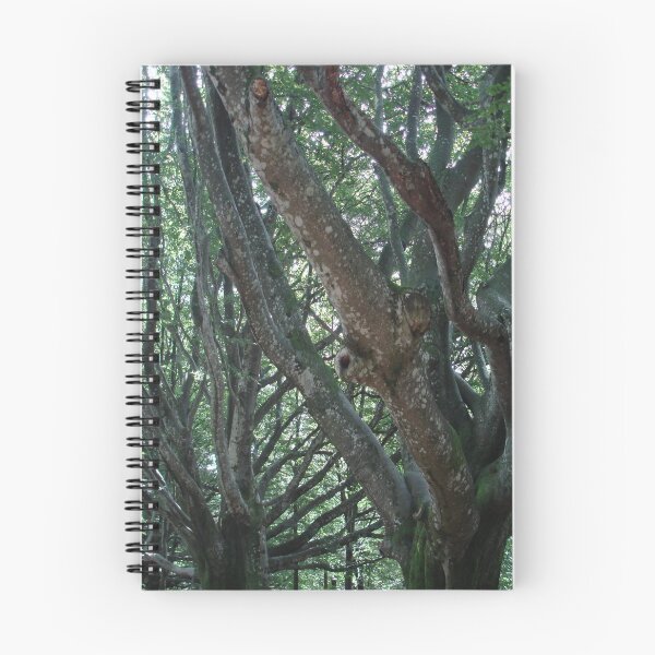 Aperçu de l'œuvre Rangée d'arbres créée et vendue par Hilly366.