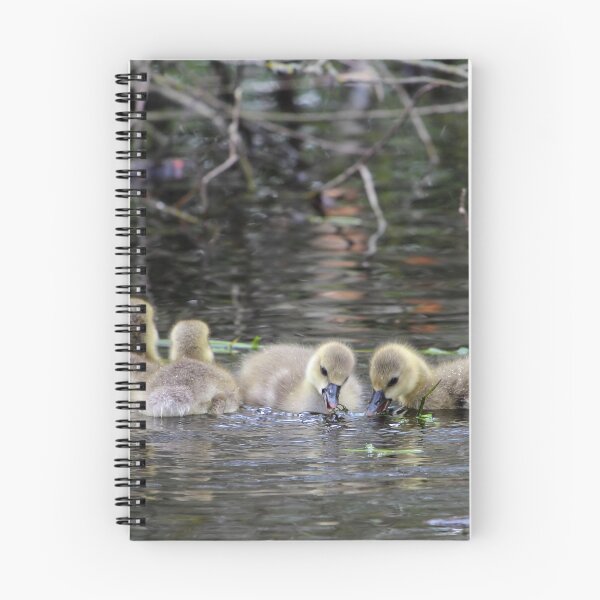 Item preview, Greylag geese goslings designed and sold by Zosimus.