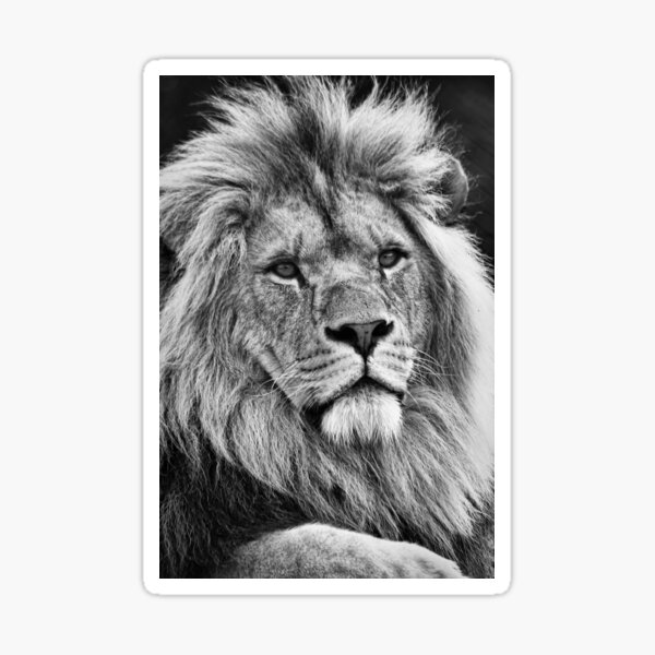 Lion King Sticker