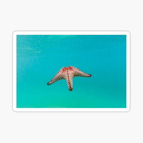 Item preview, Seastar designed and sold by Planet Earth By Colin Davis.
