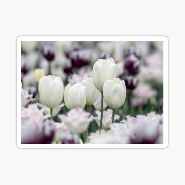 Simply White Sticker