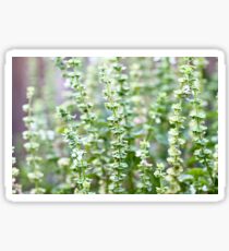 Basil Sticker
