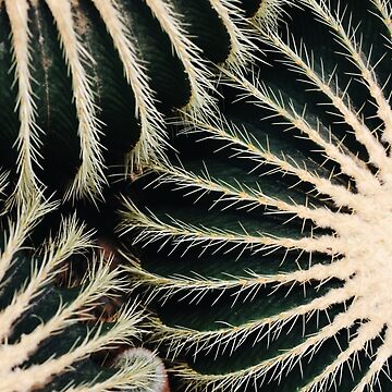 Artwork thumbnail, Cactus by Slate98