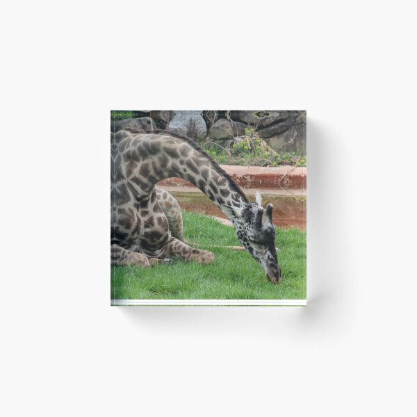 Item preview, Giraffe in the Grass designed and sold by KMDavidPhoto.