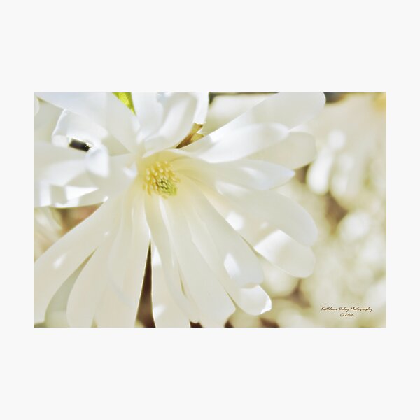 Magnolia Blossom Photographic Print