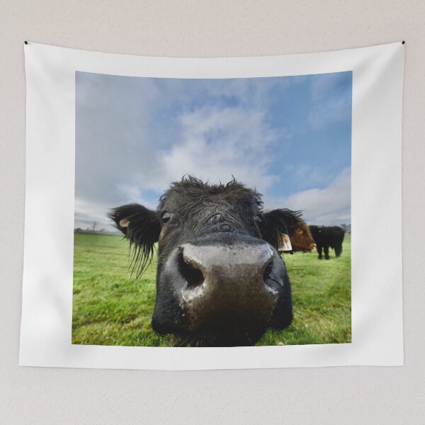 Item preview, Black cow close up in a Green field designed and sold by ArtbyBodge.