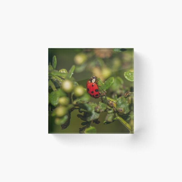 Item preview, Lady bug designed and sold by iktwo.