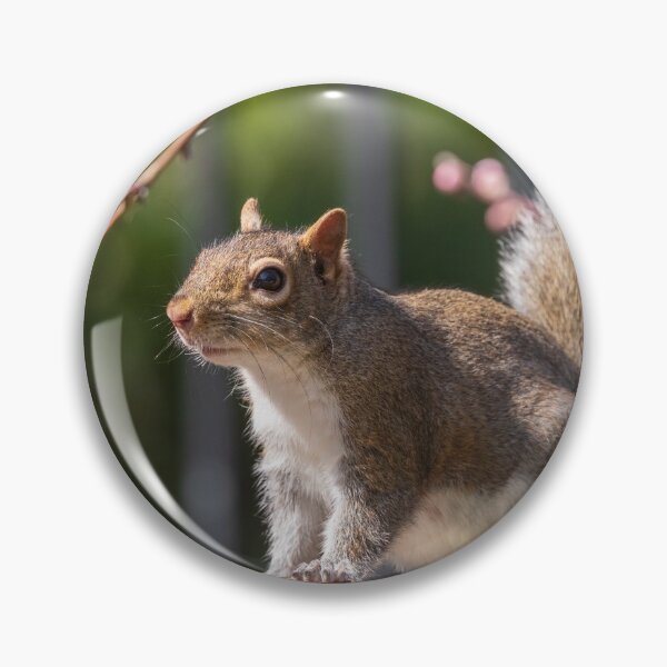 Item preview, Squirrel resting on a fence designed and sold by iktwo.