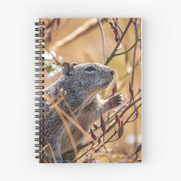 Item preview, Squirrel reaching out for some food designed and sold by iktwo.