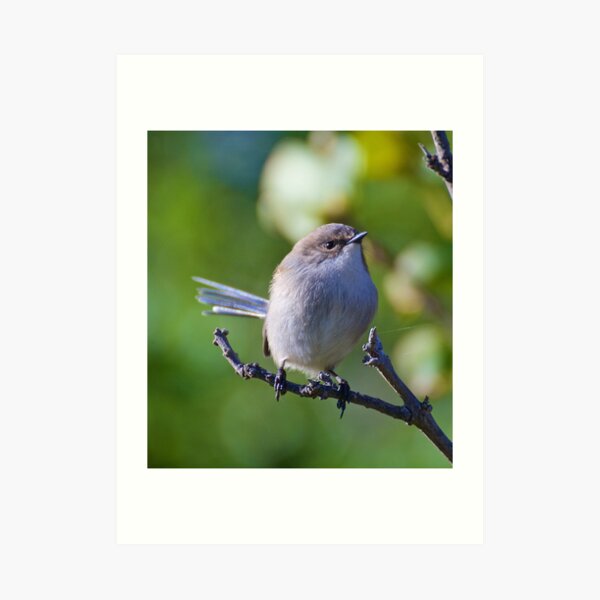 Superb Fairy-wren Art Print
