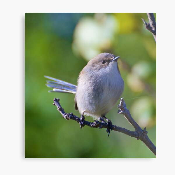 WREN ~ Superb Fairy-Wren VvGiLmLe by David Irwin Metal Print