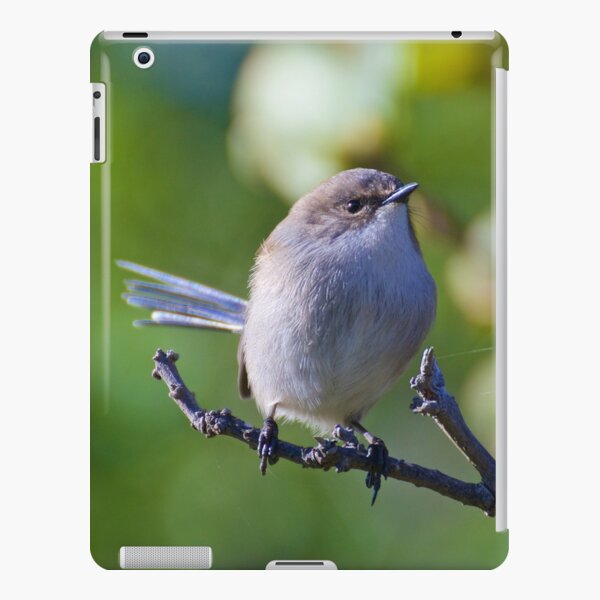 WREN ~ Superb Fairy-Wren VvGiLmLe by David Irwin iPad Snap Case
