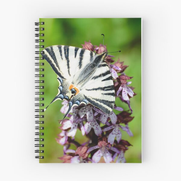 Item preview, Swallowtail butterfly on an orchid, Paciano, Umbria, Italy designed and sold by AndrewJonesFoto.