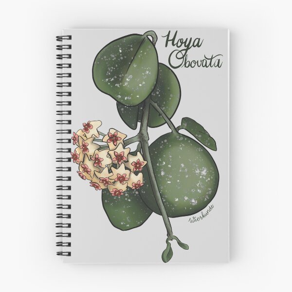 Artikelvorschau, Hoya obovata-Abbildung entworfen und verkauft von Wieskunde.