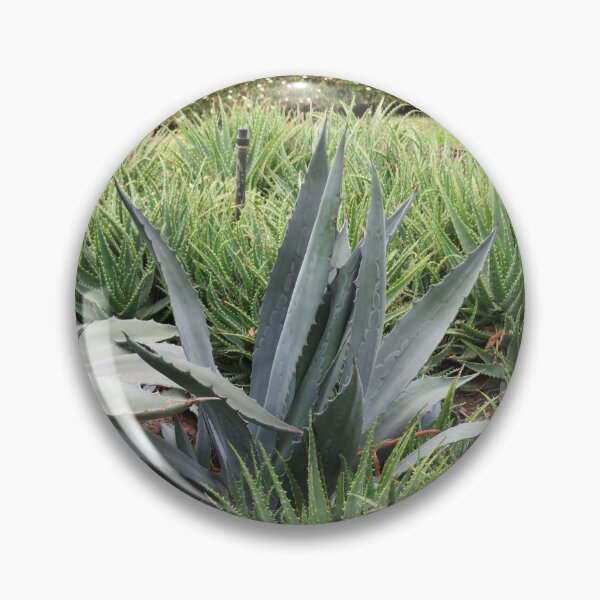 Item preview, Agave americana designed and sold by greentiger1.