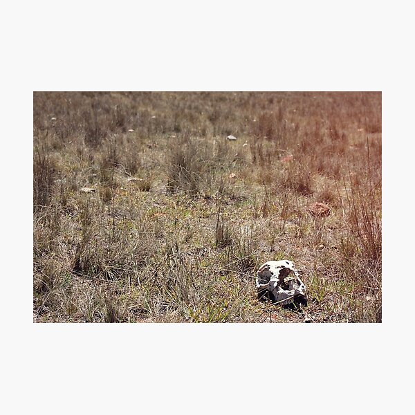 Item preview, Sheep skull in Australian grassland designed and sold by pixelspin.