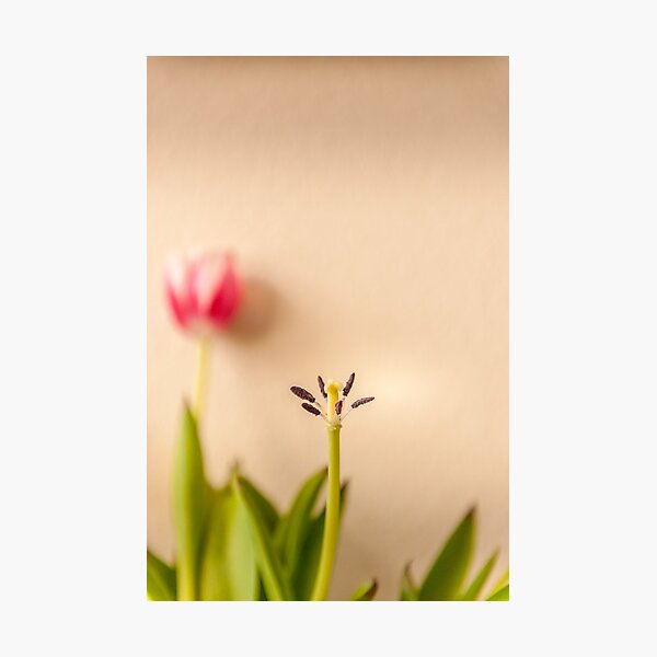 Item preview, Spring designed and sold by massimousai.