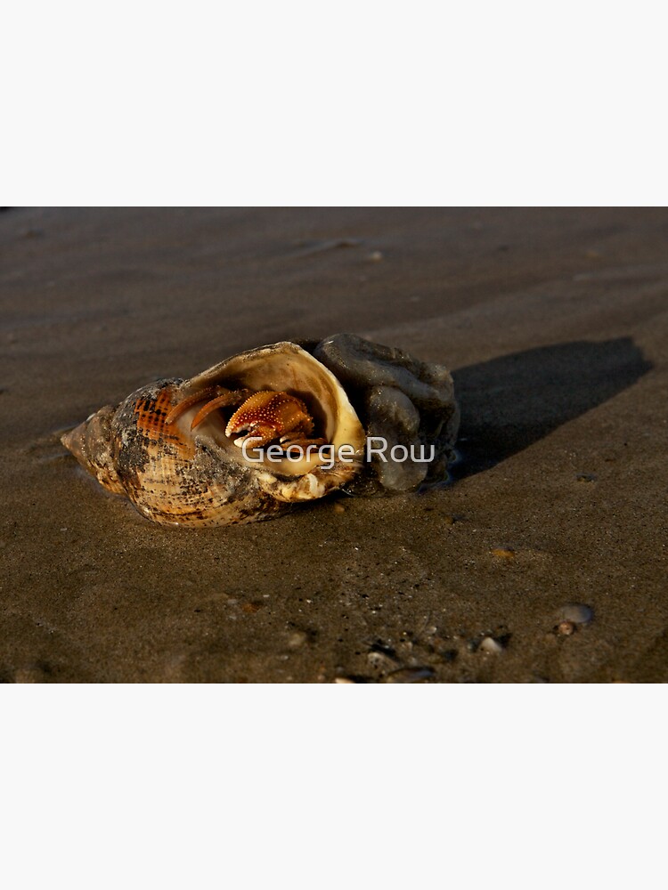 Hermit Crab on Fahan Beach by VeryIreland