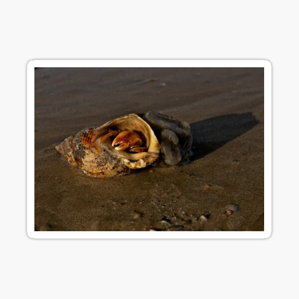 Hermit Crab on Fahan Beach Sticker