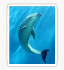 Dolphin Sticker