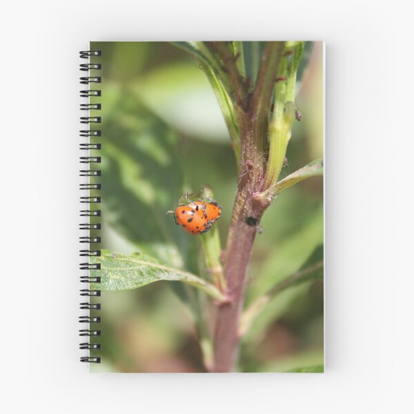 Item preview, Ladybugs on a Leaf designed and sold by rhamm.