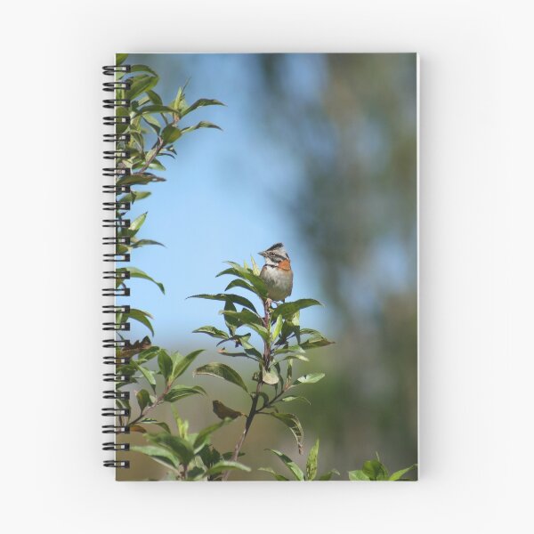 Item preview, Profile of a Rufous Collared Sparrow designed and sold by rhamm.