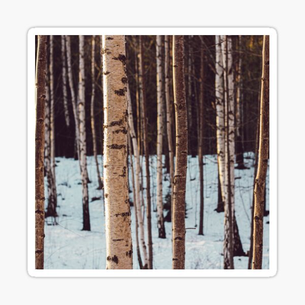Birch trees in winter Sticker