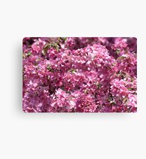 Blossoms blossoms! Canvas Print