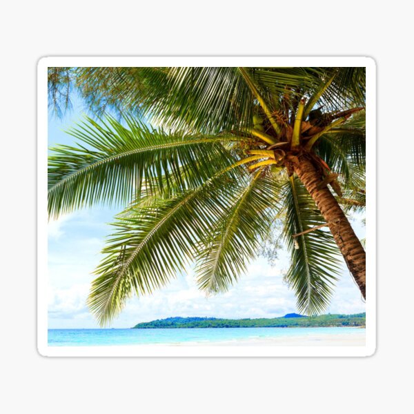 Tropical Coconut Palm Tree Sticker