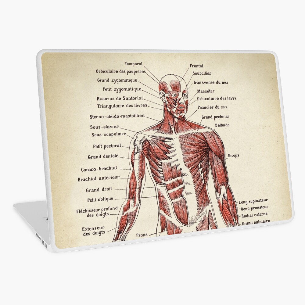 Anatomy Muscles chart, text in french Greeting Card for Sale by  LeAllureVintage