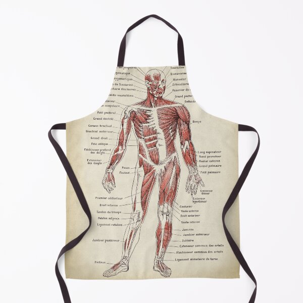 Item preview, Anatomy Muscles chart, text in french designed and sold by LeAllureVintage.