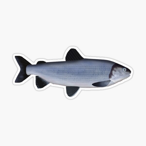 Broad Whitefish Sticker for Sale by fishfolkart