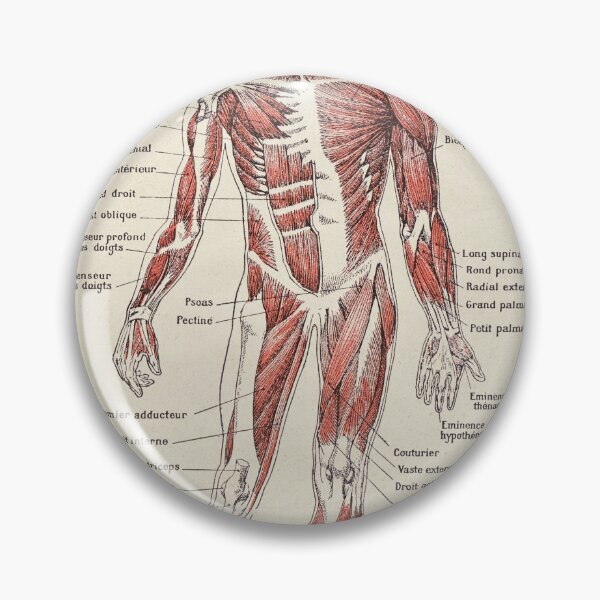 Item preview, Anatomy Muscles chart, text in french designed and sold by LeAllureVintage.