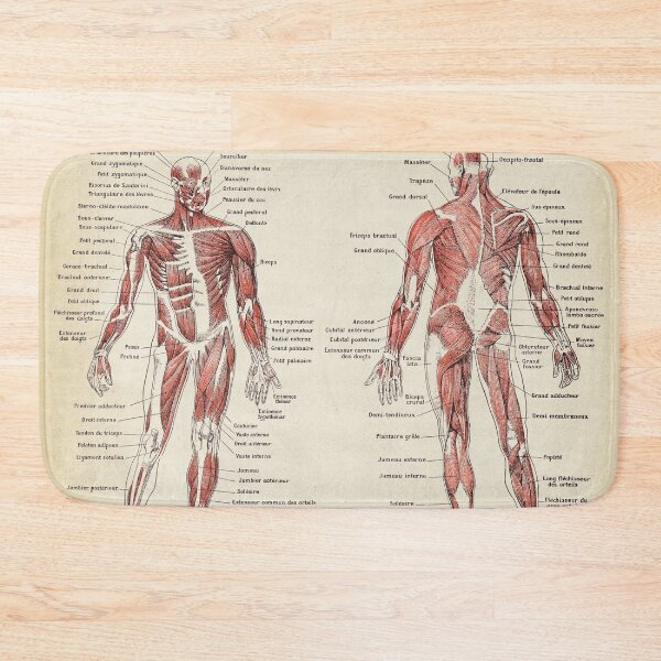 Item preview, Anatomy Muscles chart, text in french designed and sold by LeAllureVintage.