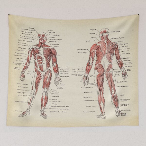 Item preview, Anatomy Muscles chart, text in french designed and sold by LeAllureVintage.