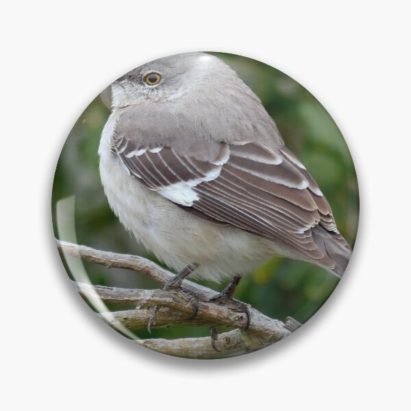 Item preview, Patagonian Mocking Bird designed and sold by Tom3Piorkowski.