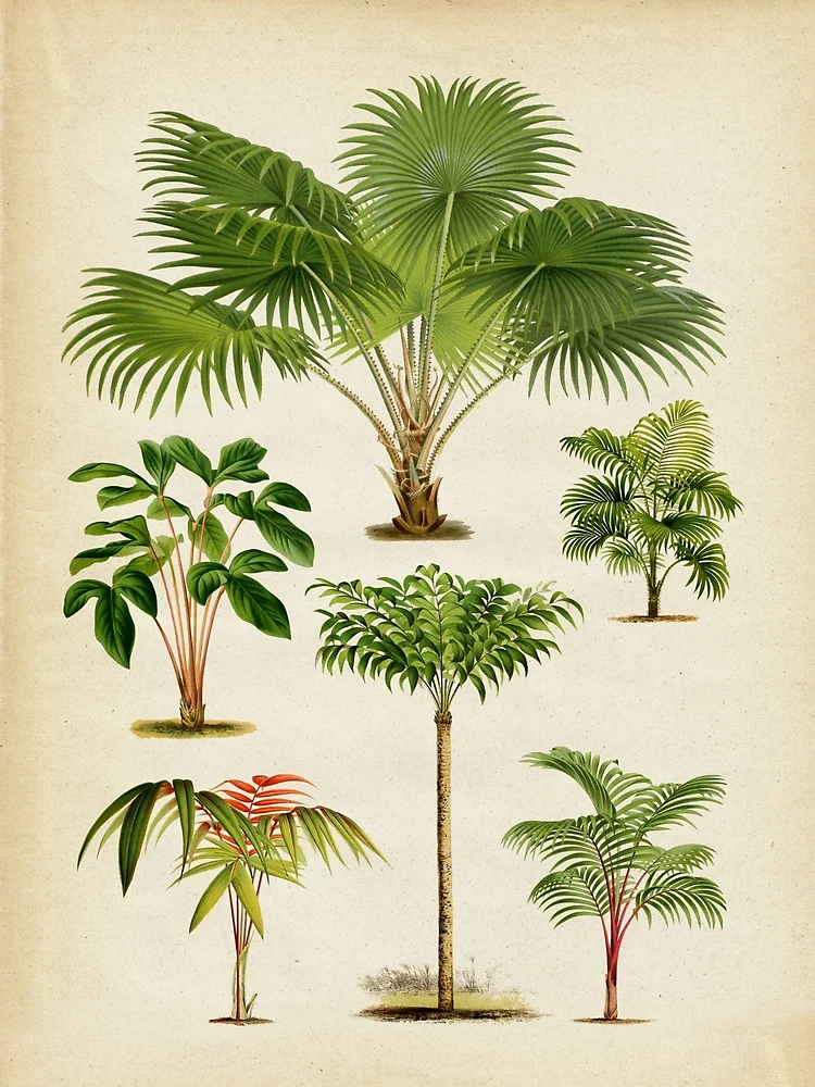 Palm tree chart