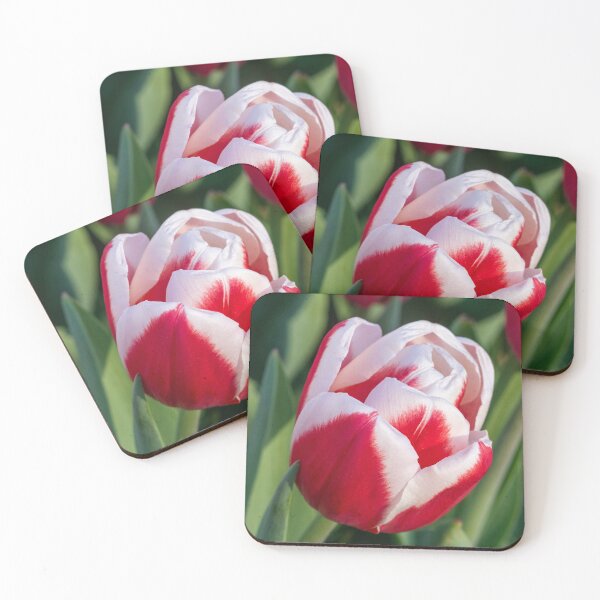 Item preview, Red and White Tulip designed and sold by Praytera.