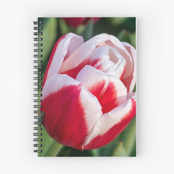 Item preview, Red and White Tulip designed and sold by Praytera.