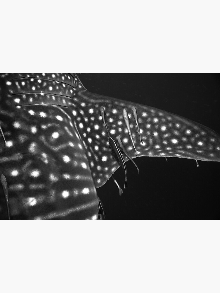Disover Remoras On A Whale Shark Thailand Premium Matte Vertical Poster