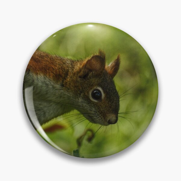Item preview, Squirrel #1 designed and sold by photobypj.