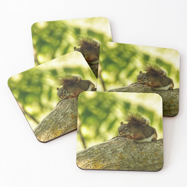 Item preview, Squirrel #3 designed and sold by photobypj.