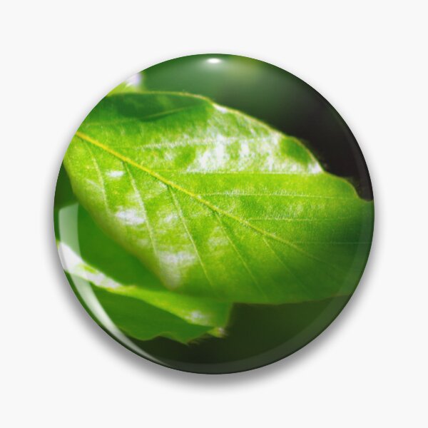 Item preview, Beech leaf in the sunshine designed and sold by Treemonk.