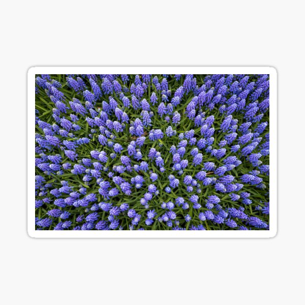Hyacinth Explosion Sticker
