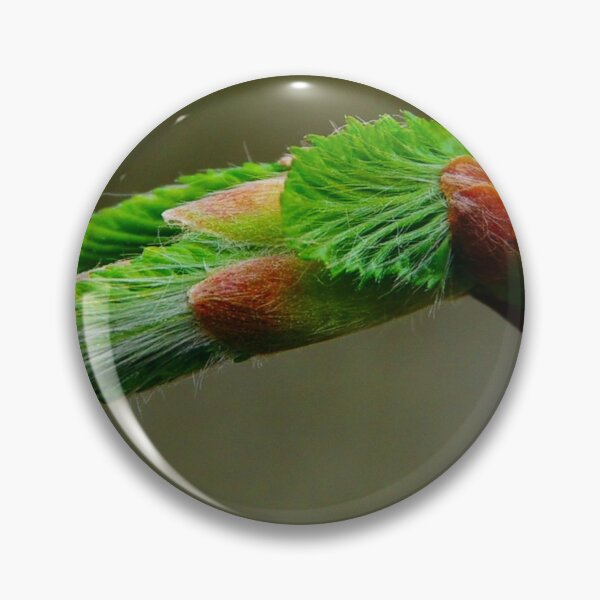 Item preview, Beech bud in spring designed and sold by Treemonk.
