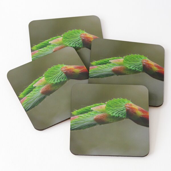 Item preview, Beech bud in spring designed and sold by Treemonk.